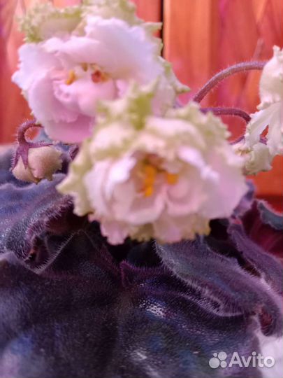 Сортовые фиалки