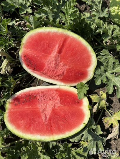 Арбузы