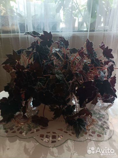 Бегония декоративнолиственная 