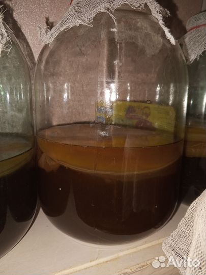 Чайный гриб комбуча