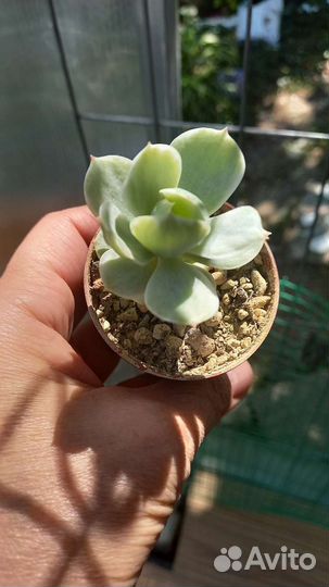 Хавортии и др