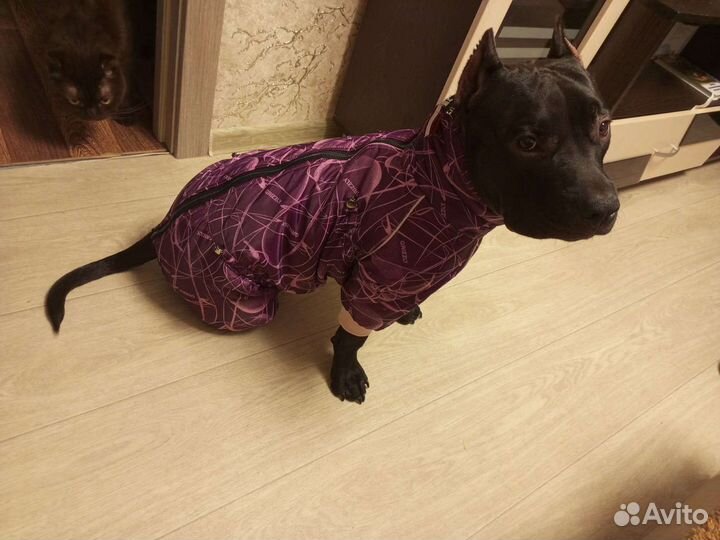 Одежда для собак