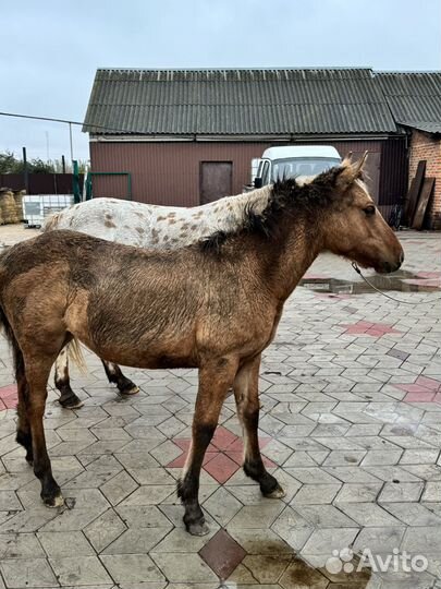 Лошади кобылки