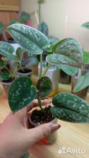 Комнатные растения цветы