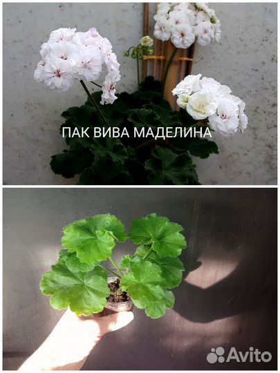 Пеларгонии сортовые