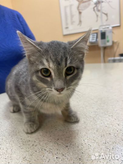 Кошка