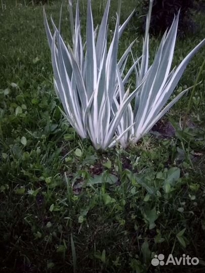 Ирис пестролистный