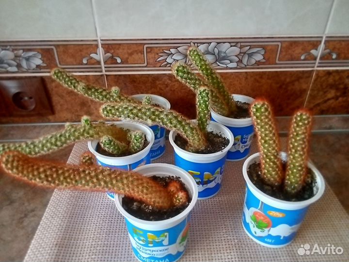 Кактусы(редкие)