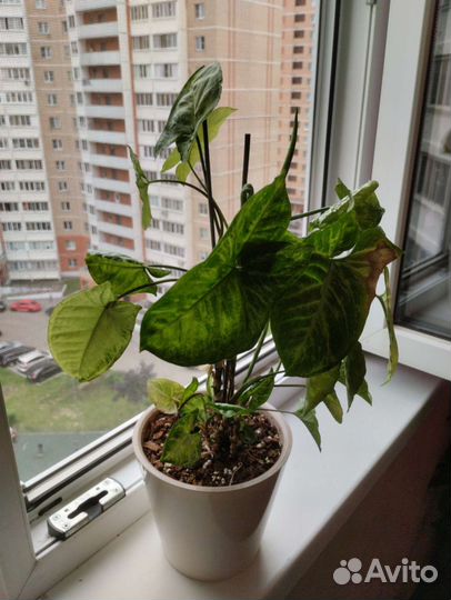 Комнатные растения