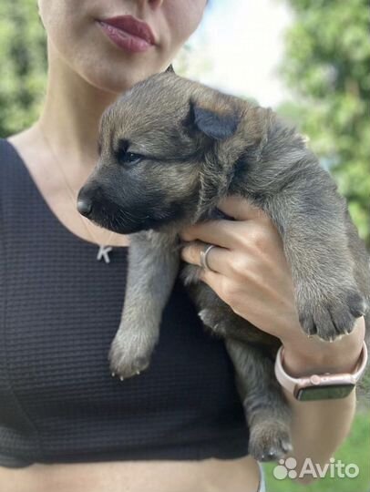 Щенки немецкой овчарки