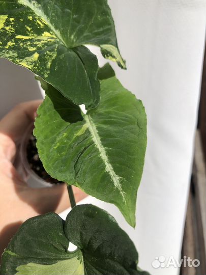 Сингониум яичница