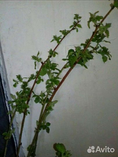 Ежевика колючая (саженцы)