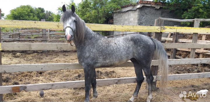 Жеребец орловский рысак