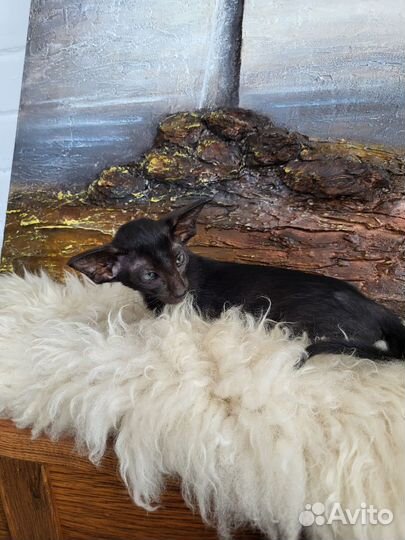 Ориентальные котята