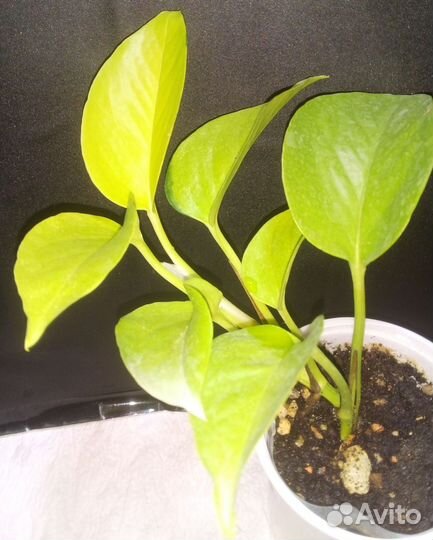 Филодендрон эпипремнум сциндапсус (часть 4)
