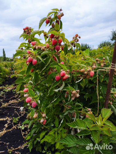 Малина Тарусса