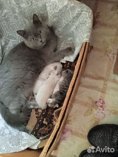 Котёнок бесплатно