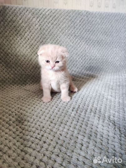 Шотландские котята