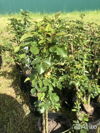 Саженцы плетистых роз