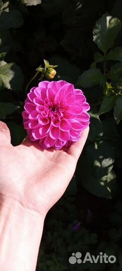 Георгины клубни