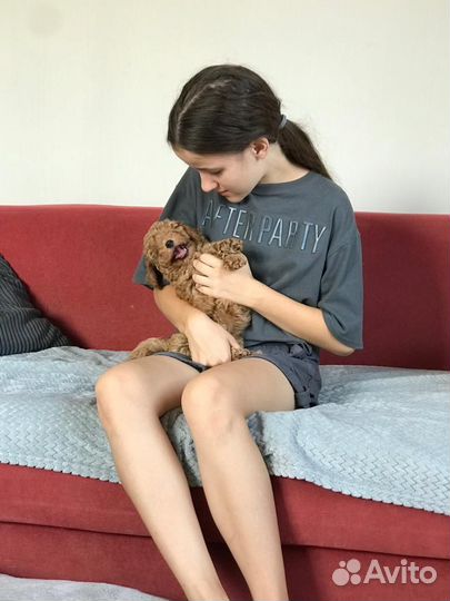 Волшебные пуделечки