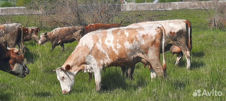 Корова дойная с теленком