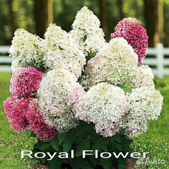 Гортензия метельчатая