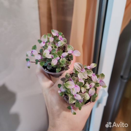 Комнатные цветы