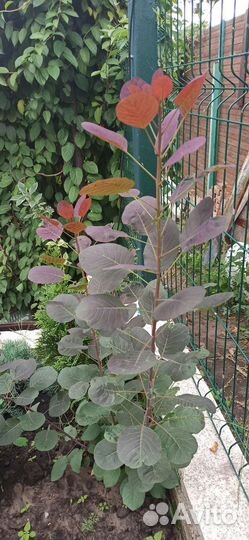 Скумпия кожевенная royal purple