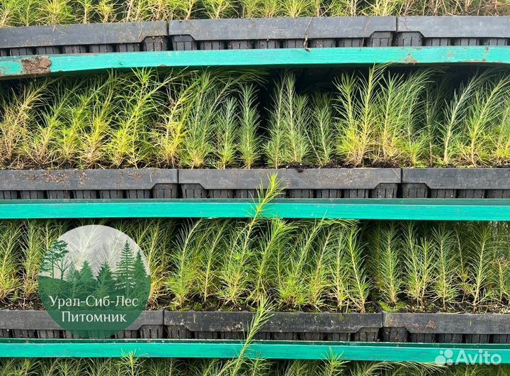 Сосна зкс окс сеянцы Ель Лиственница Голуб Горная