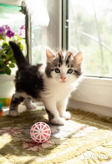 Сибирский кот