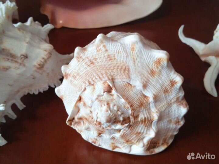 Ракушки морские