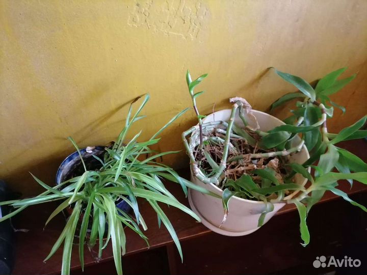 Цветок в горшке