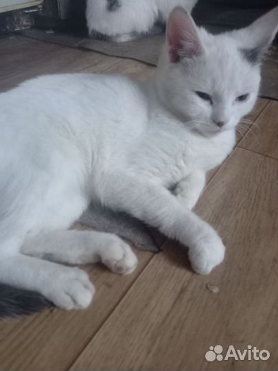 Котята 4 месяца