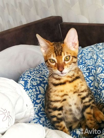 Бенгальский котенок в добрые руки