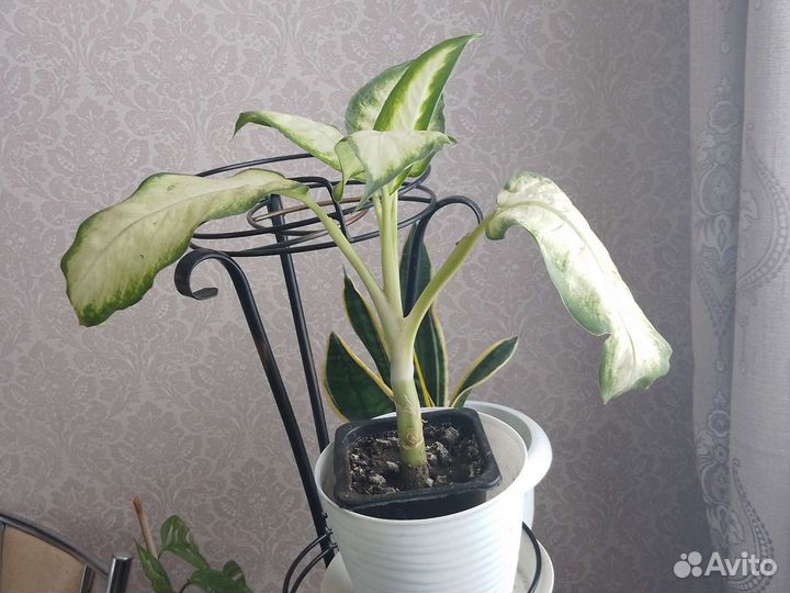 Комнатные цветы