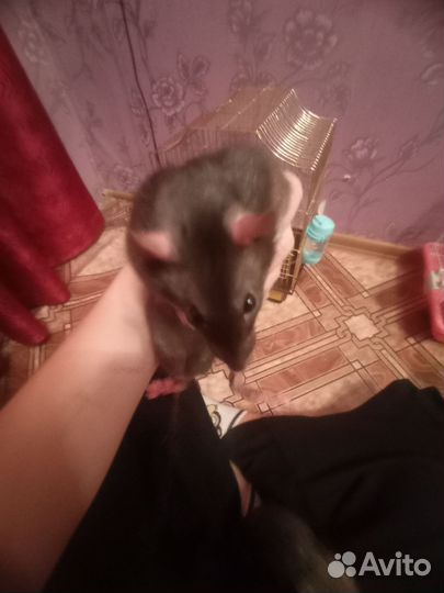 Крысы с клеткой