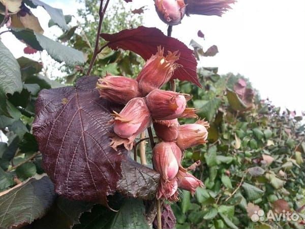 Орех краснолистный