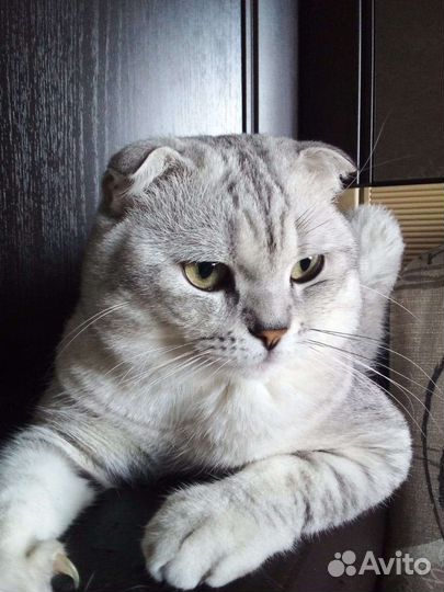 Шотландский вислоухий кот вязка