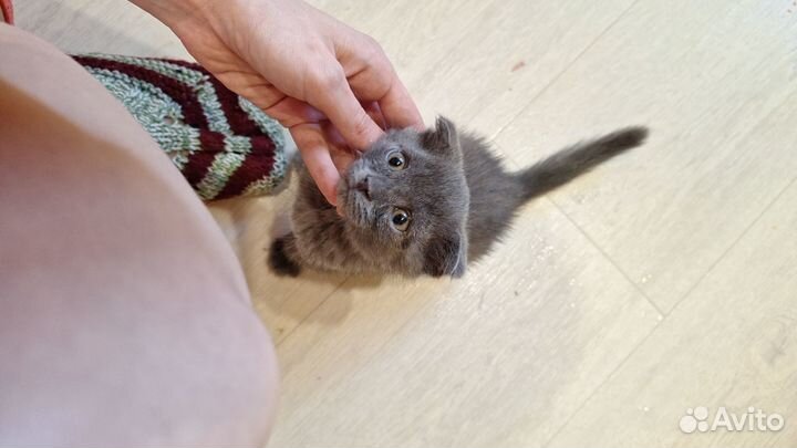Котенок. Британец, мальчик в добрые ручки