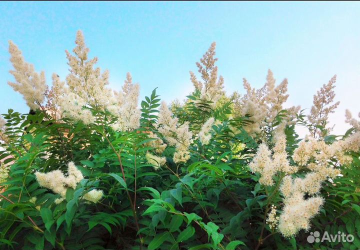 Рябинник рябинолистный