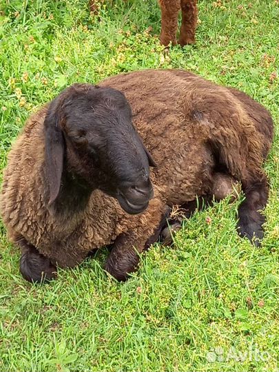 Продаю гиссара