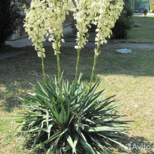 Саженцы Юки