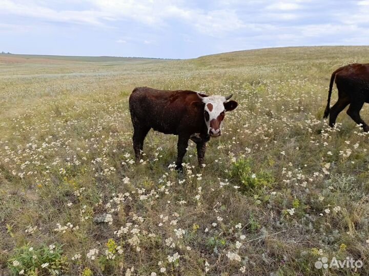 Быки,Коровы,телята