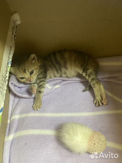 Передержка