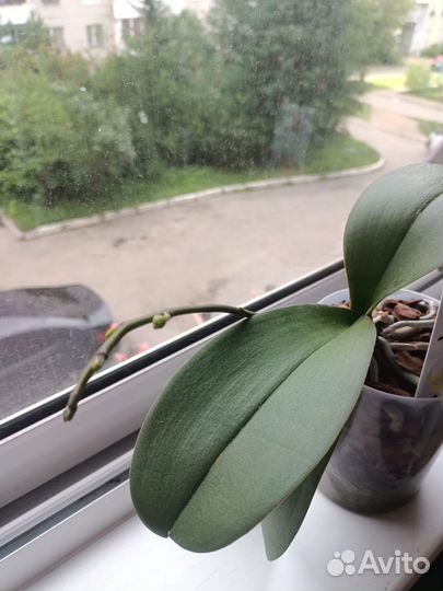 Орхидея фаленопсис Игритт