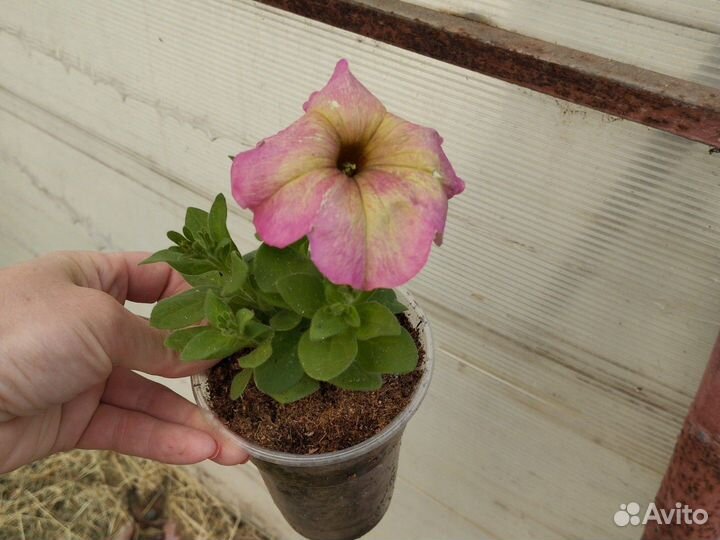 Петуния ампельная