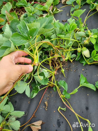 Воздушные усы клубники