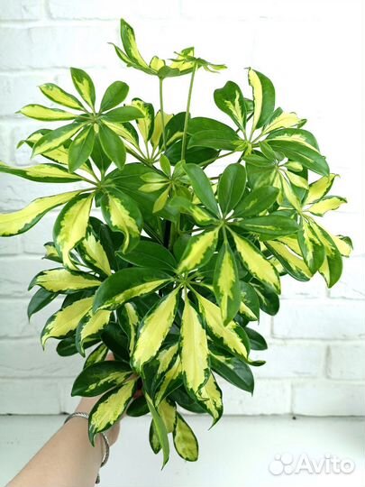 Шефлера Герда