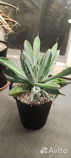 Агава Кубик